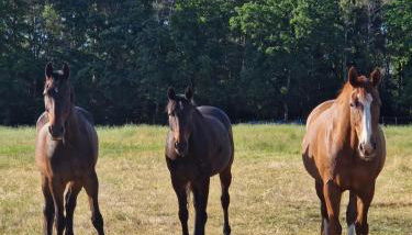 Hof Baden, Ferienwohnung - Foto 5