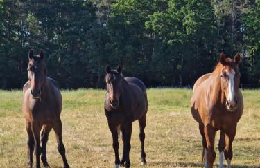 Hof Baden, Ferienwohnung - Foto 5
