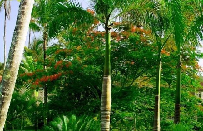 Oasis Hotel Las Terrenas - Foto 30