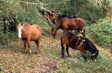 Nuthooks House - Foto 19