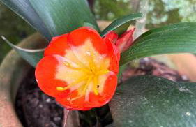 Jardim Secreto - Itaipava - Foto 7