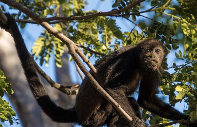 Container w Pool Backyard Parking BBQ Kitchen More in Playa Potrero - Photo 30