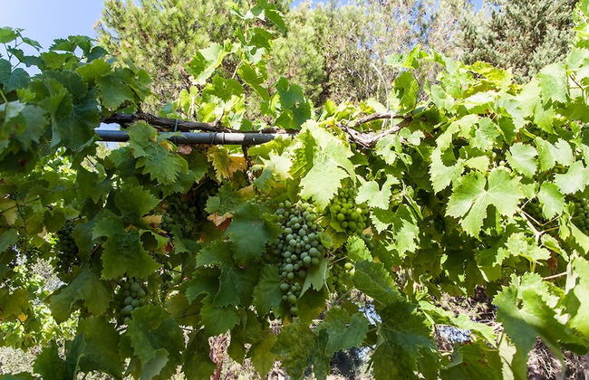 VilleSalento - Carpignano Salentino M137 - Foto 22