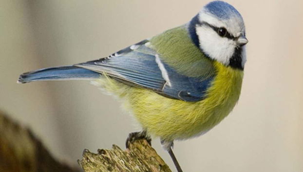 Un bonito ejemplar de herrerillo