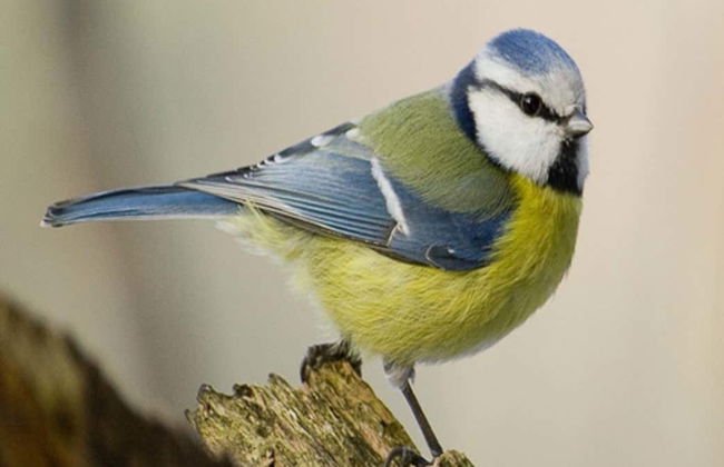 Avistamento de aves na Sierra de Aracena - Foto 4
