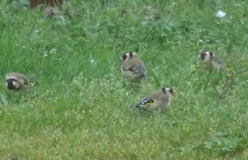 Gite La Saubolle à Marciac - Photo 35
