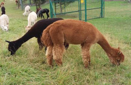 Zielono Mi - Dom Gościnny w Łapalicach - Foto 36
