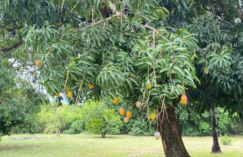Chácara Andorinhas São Pedro SP - Foto 38
