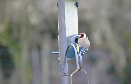 Pwllgwilym B & B - Foto 53