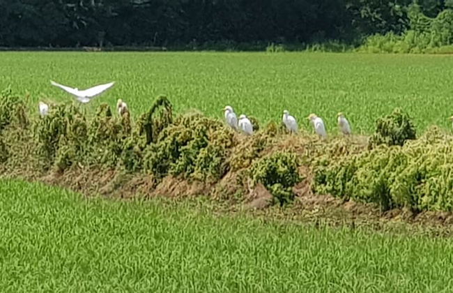 Cascina Moretta - Foto 18