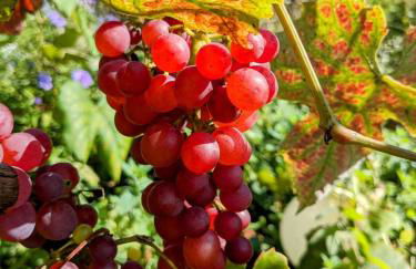 Schlossblick Apartment für 4 mit Küche Kamin Netflix Parken und Hofladen - Foto 42