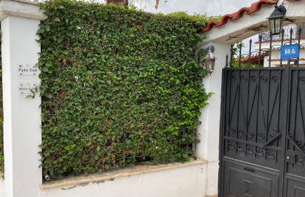 Patras Palm Tree - Foto 21