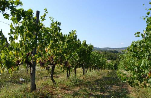 Agriturismo La Querce - Foto 16