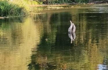 Galoma Korana - Foto 31