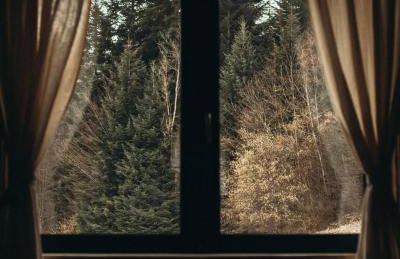 Mech i brzoza - Foto 21