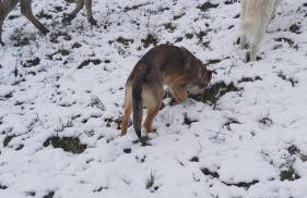 SO MAGIC - La casa nel bosco - Foto 33