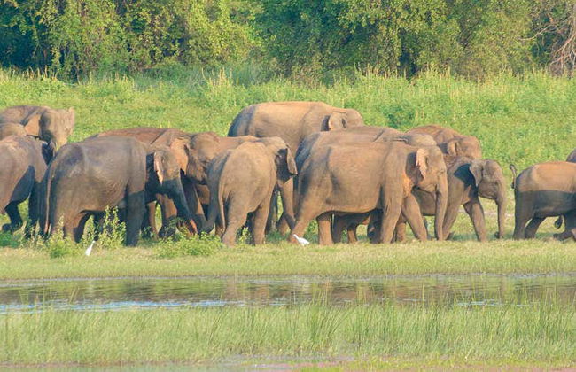 Escursione privata a Udawalawe - Foto 2