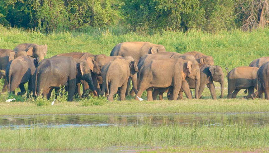 Escursione privata a Udawalawe