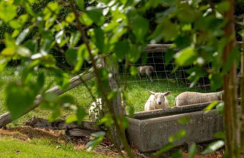 Llety-Bugail - Foto 24