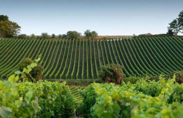 L'Orée des Champs - Photo 35