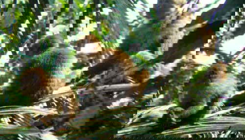 San Sebastián Rainforest Excursion - Foto 2