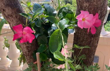 Studio Villa la Cigale avec grande Terrasse - Foto 25