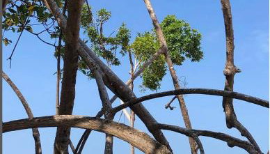 Recanto da Cuieira - Foto 4