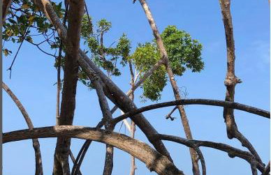 Recanto da Cuieira - Photo 4