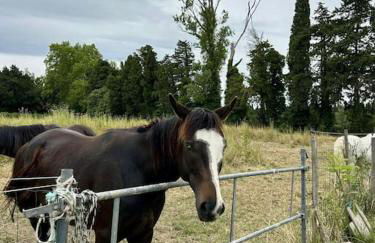 Villa paradis Maison piscine chauffé - Photo 58