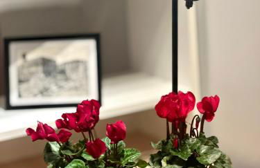 Natural RED Passion in Perugia Downtown - Photo 10