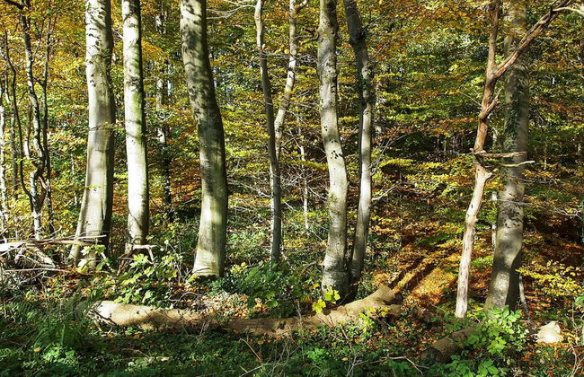 "Henrijette" - 200m from the sea - Foto 19