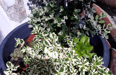 Sunrise - Casa Sao Joao - 4 Star Tourist Apartments - Photo 46