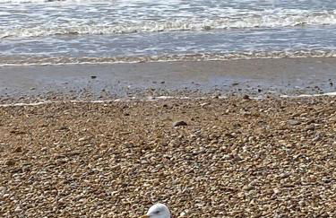 Studio en bord de mer, tous commerces animations - Foto 15