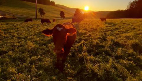 Oberengenbachhof - Foto 5