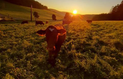 Oberengenbachhof - Foto 5