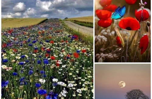 GITE LA HOUBLONNIÈRE STANDING et CONFORT à COLMAR - Foto 12