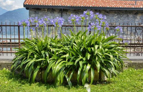 Casa Giardino fiorito - Foto 7
