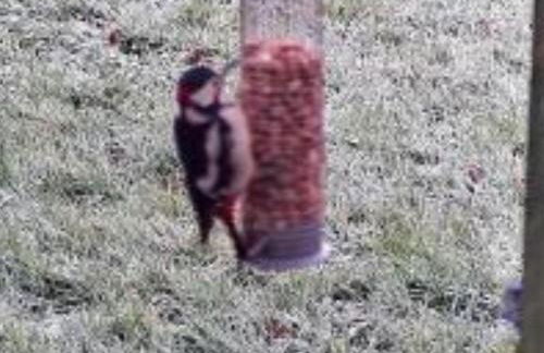 Snug & Secluded Lakeside Shepherds Hut 'Carp' - Foto 35