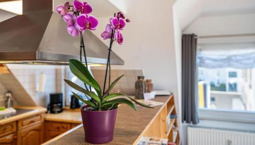 Schwarzwaldnest - Foto 5