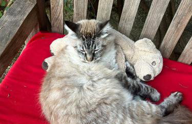 Casa Micho - Foto 45