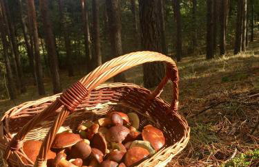 Domek na wsi Mokosz - Photo 31