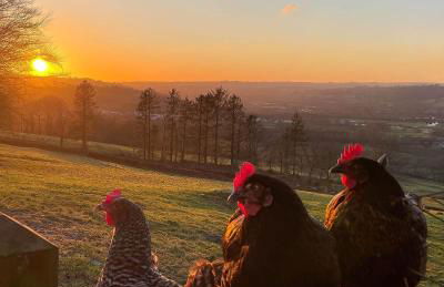 Coedmor Cottages - Foto 11