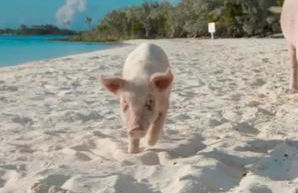 Windsurf Beach Front - Photo 24