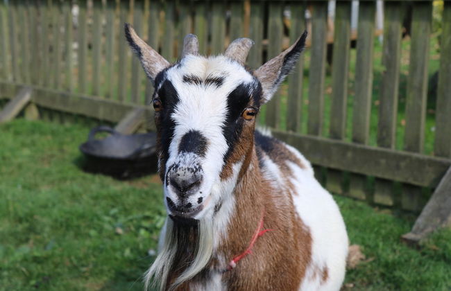 Fosfelle Glamping - Photo 38