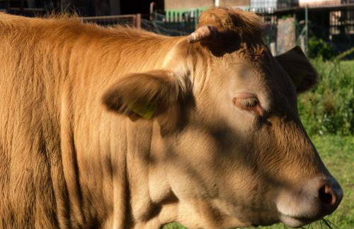 Nengshof Ferienwohnungen Mohnblume und Kornblume - Foto 7