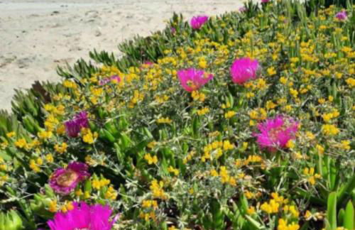 Villa Nicole - STELLA MARINA APARTMENT - Foto 49