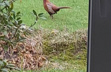 Ferienwohnung Inauen s Kiek in - Photo 16