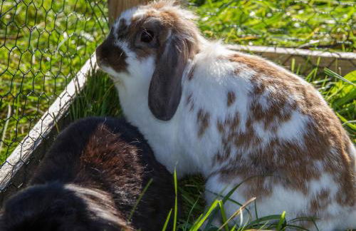 Hörlhof - Chiemgau Karte - Foto 9