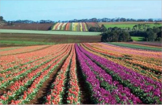 Boat Harbour Garden Cottages - Foto 64