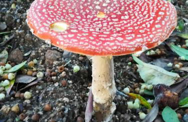 CAMPO DE SOBARBO - Guest House rural - Photo 63